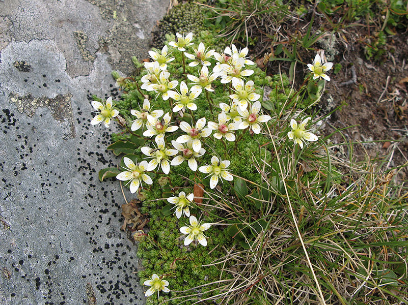 tschadinhorn